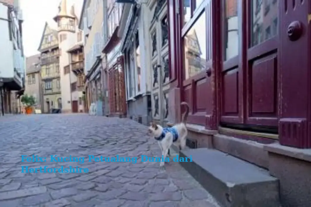 Felix: Kucing Petualang Dunia dari Hertfordshire